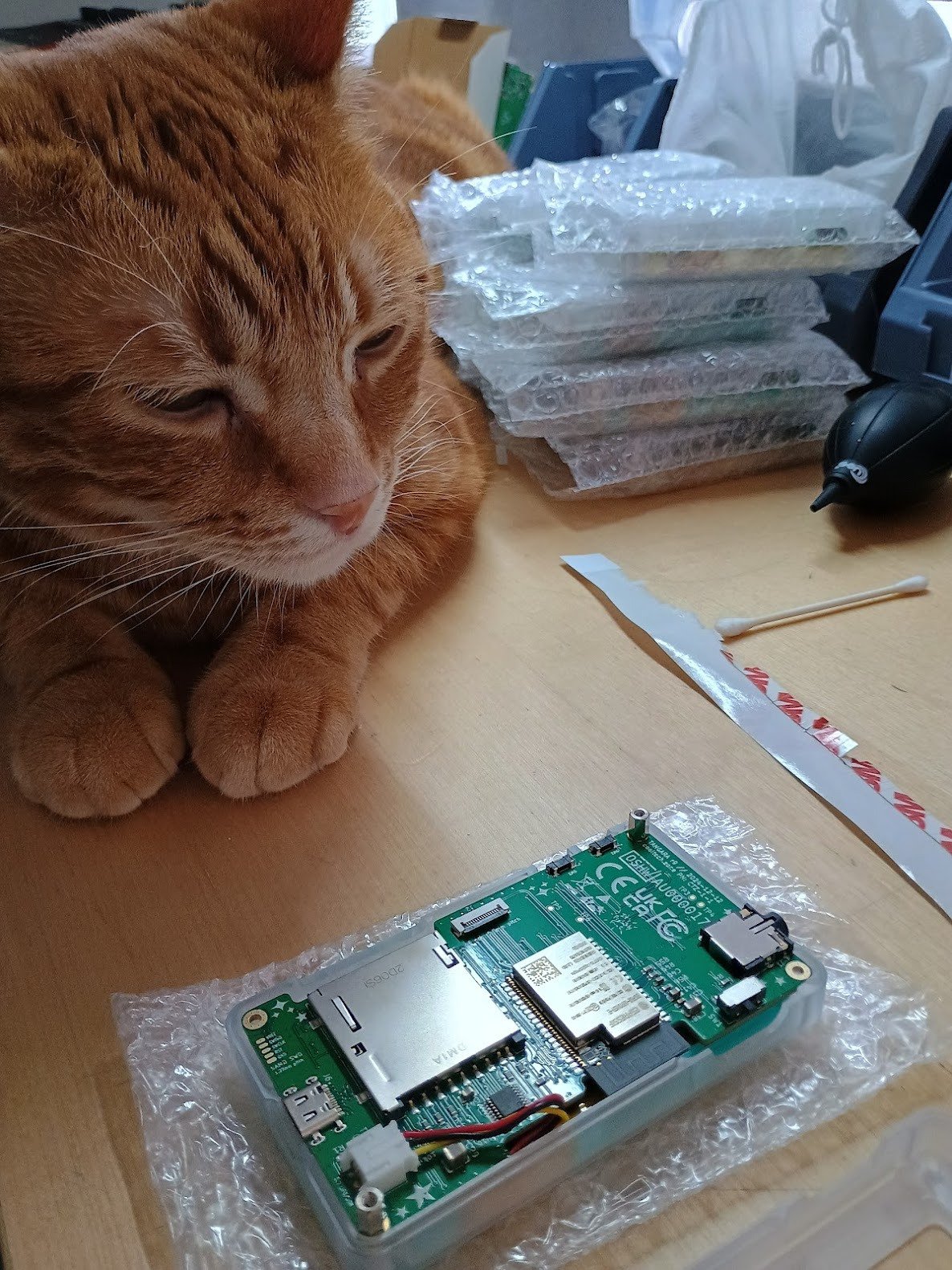 my cat posing with a partially assembled tangara